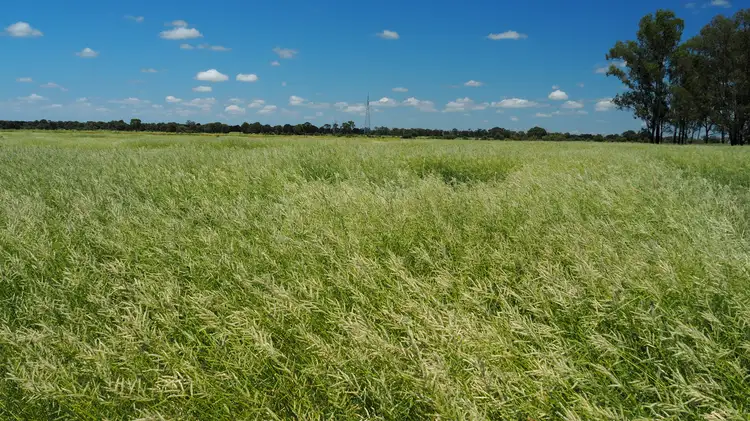 Main view of Homely rural property listing, 1828 BANANA MUNGI ROAD, Moura QLD 4718