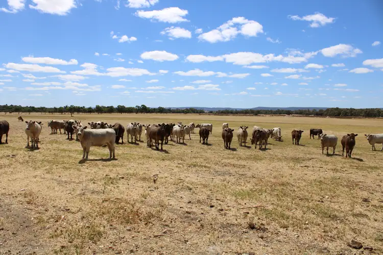 Second view of Homely rural property listing, 809 HENDERSON ROAD, Keysbrook WA 6126