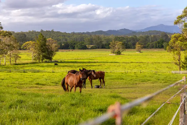 799 Comboyne Road, Cedar Party NSW 2429