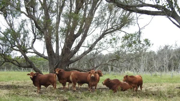 Main view of Homely rural property listing, Lot 64 & 1 Ludlow Road North, Forrest Beach WA 6271