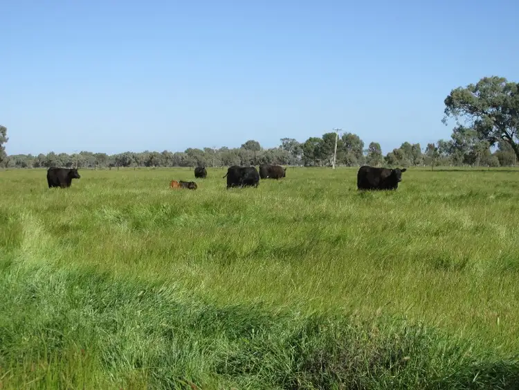 Second view of Homely rural property listing, 244 Moonee Swamp Road, Deniliquin NSW 2710