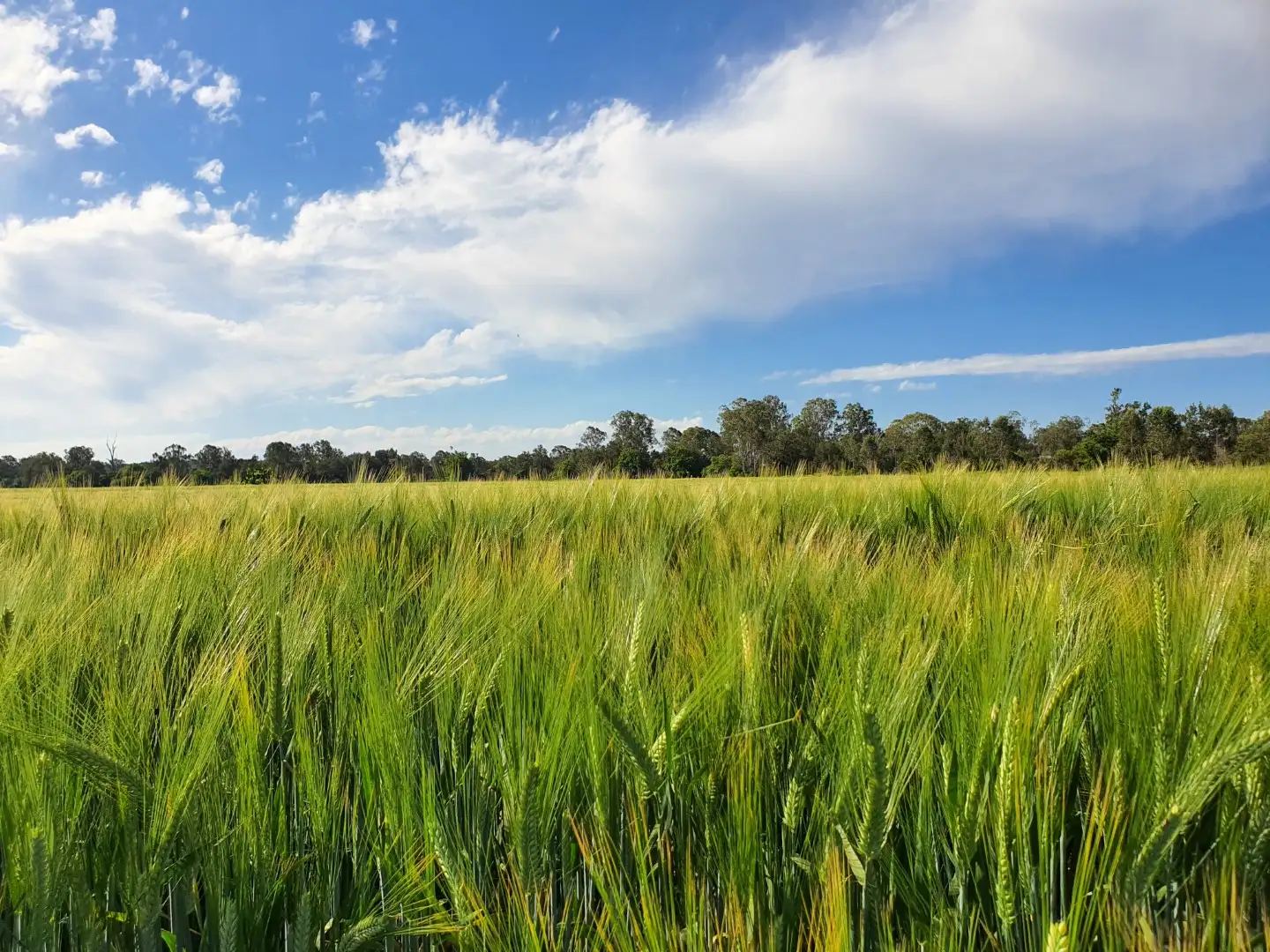 Main view of Homely rural property listing, 239 Golf Links Road, Monto QLD 4630