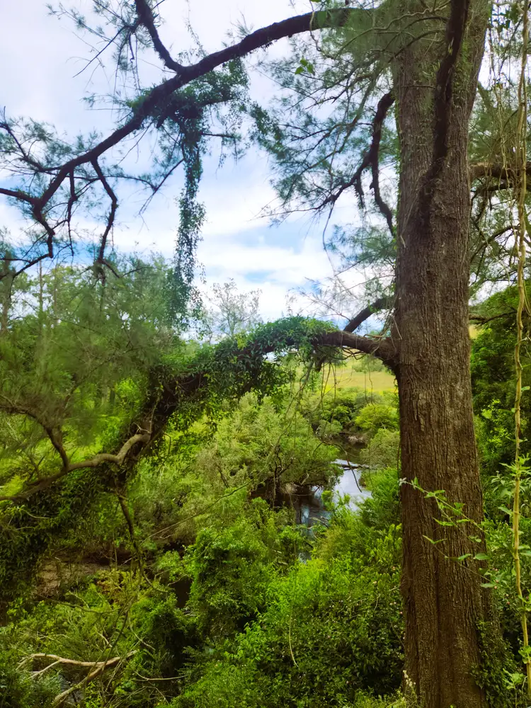 Fourth view of Homely rural property listing, 4250 Nowendoc Road, Number One NSW 2424