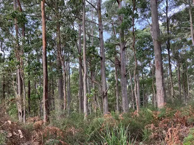 Lot 1 Bannons Bridge Road, Gunns Plains TAS 7315