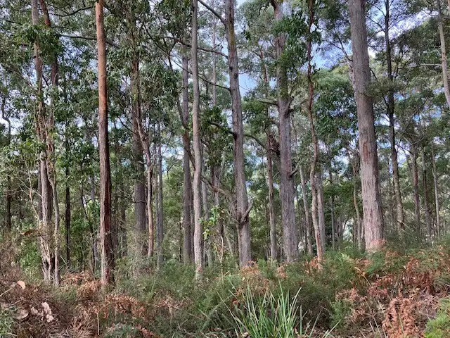 Main view of Homely rural property listing, Lot 1 Bannons Bridge Road, Gunns Plains TAS 7315