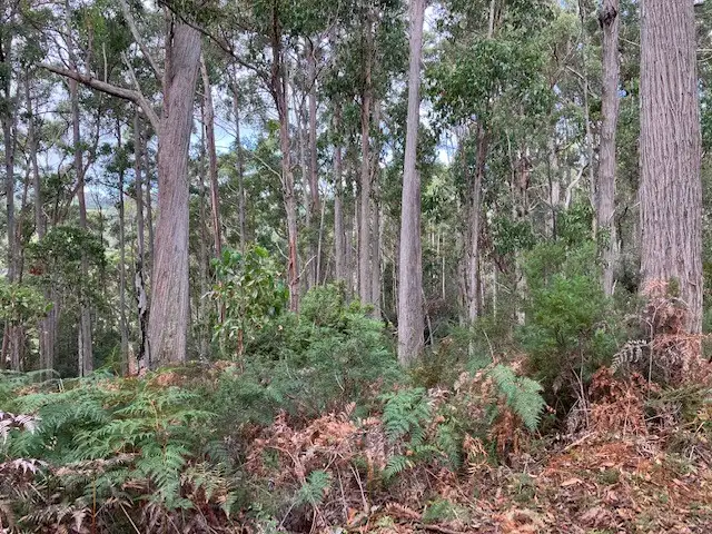 Third view of Homely rural property listing, Lot 1 Bannons Bridge Road, Gunns Plains TAS 7315