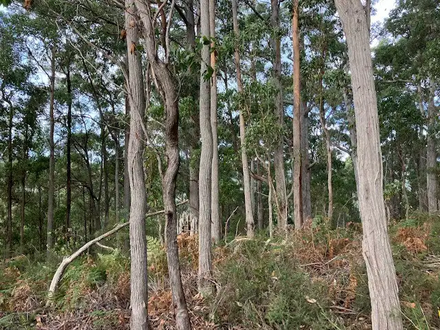 Fourth view of Homely rural property listing, Lot 1 Bannons Bridge Road, Gunns Plains TAS 7315