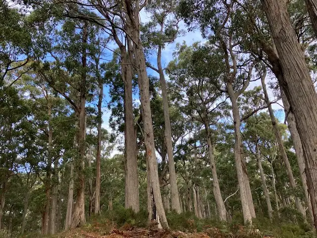 Fifth view of Homely rural property listing, Lot 1 Bannons Bridge Road, Gunns Plains TAS 7315