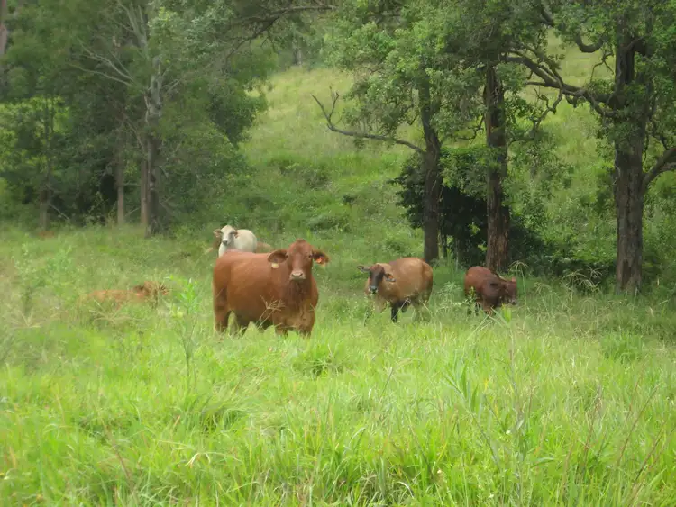 Third view of Homely rural property listing, 1782 Kandanga Creek Road, Upper Kandanga QLD 4570