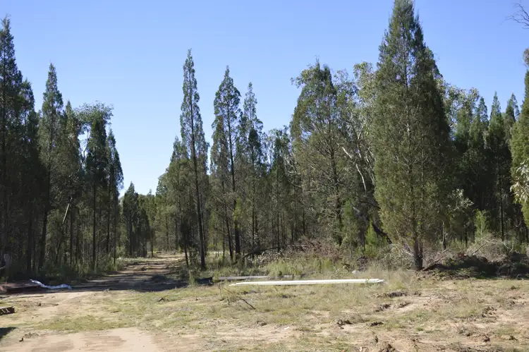 Third view of Homely rural property listing, 551 Box Ridge Road, Binnaway NSW 2395