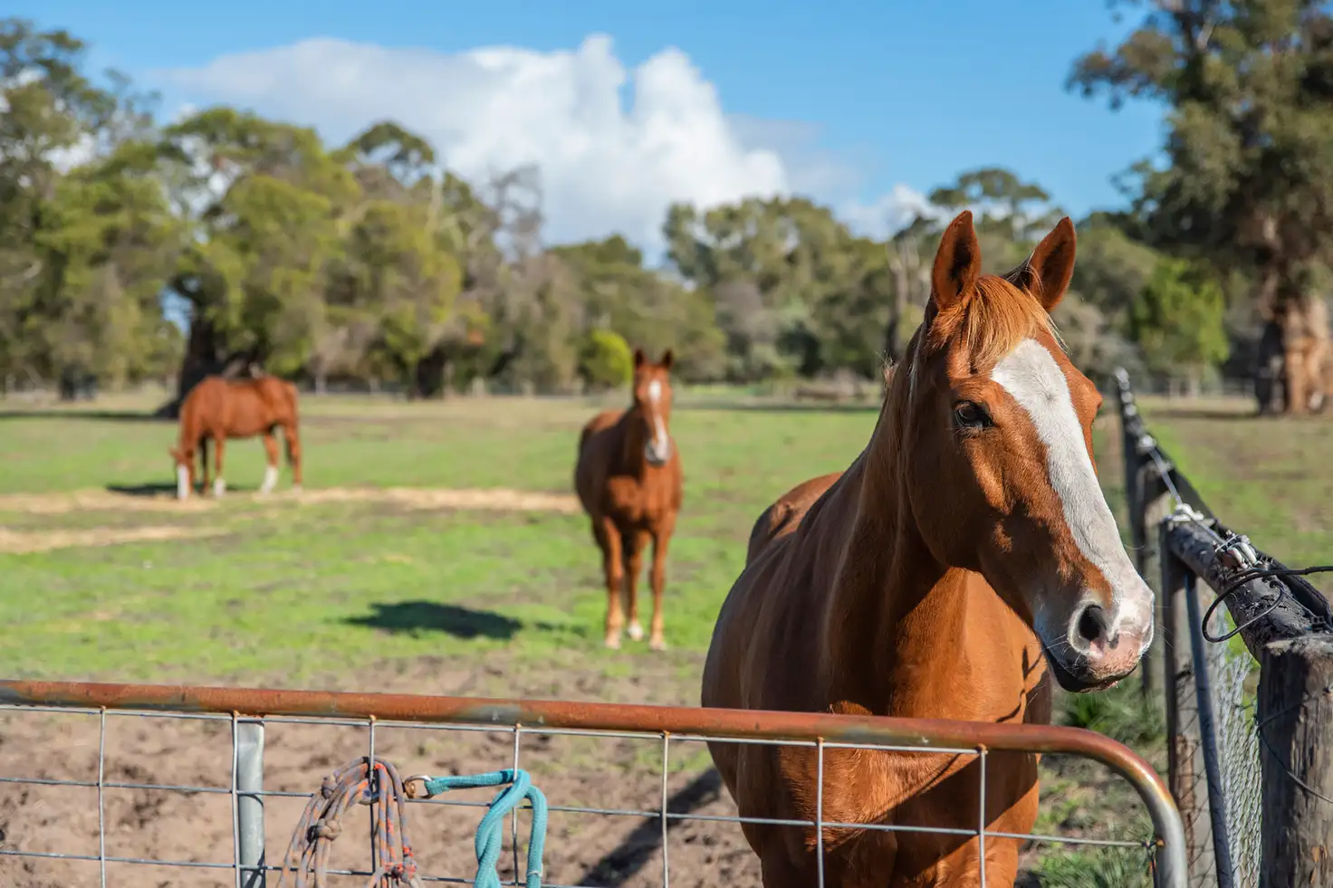 Main view of Homely rural property listing, 216 Ludlow Road North, Forrest Beach WA 6271
