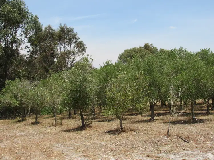 Fourth view of Homely rural property listing, 363 Rendezvous Road, Vasse WA 6280