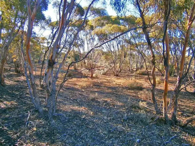Second view of Homely rural property listing, Lot 252 Twill Road, Morgan SA 5320