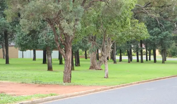 Third view of Homely house listing, 99 McNabb Crescent, Griffith NSW 2680