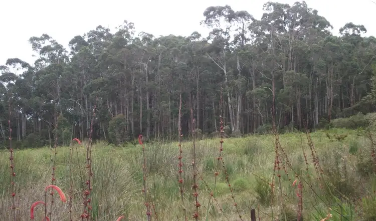 Fourth view of Homely rural property listing, Lot 33 Richardson Road, Northcliffe WA 6262