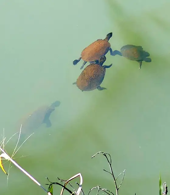 Fourth view of Homely rural property listing, Address available on request