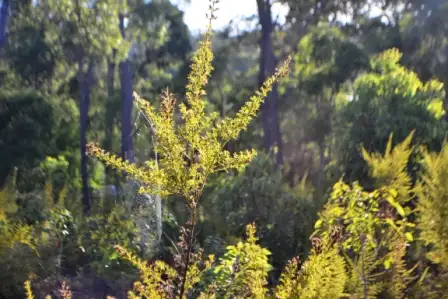 Second view of Homely land listing, 18 (Lot 80) Holly Place, Cowaramup WA 6284