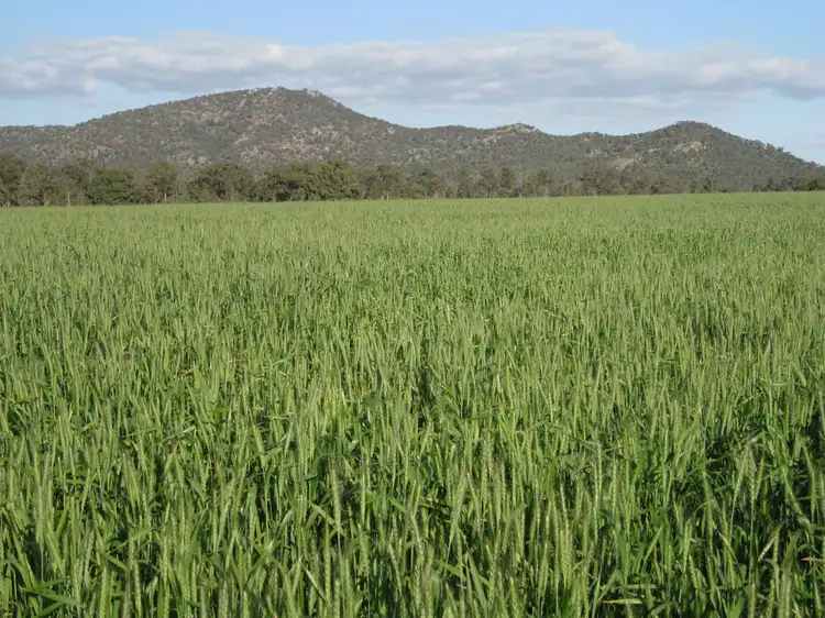 - Boulderwood, Burcher NSW 2671