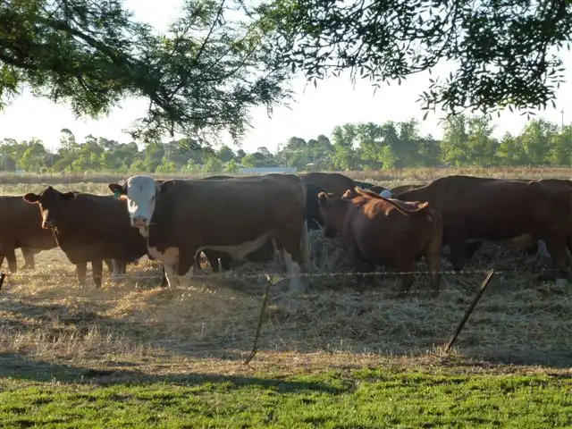 Fifth view of Homely rural property listing, Lot 57 Riverina Highway, Finley NSW 2713