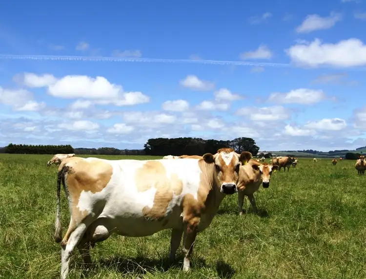 Second view of Homely rural property listing, 5583 Princes Highway, Boorcan VIC 3265