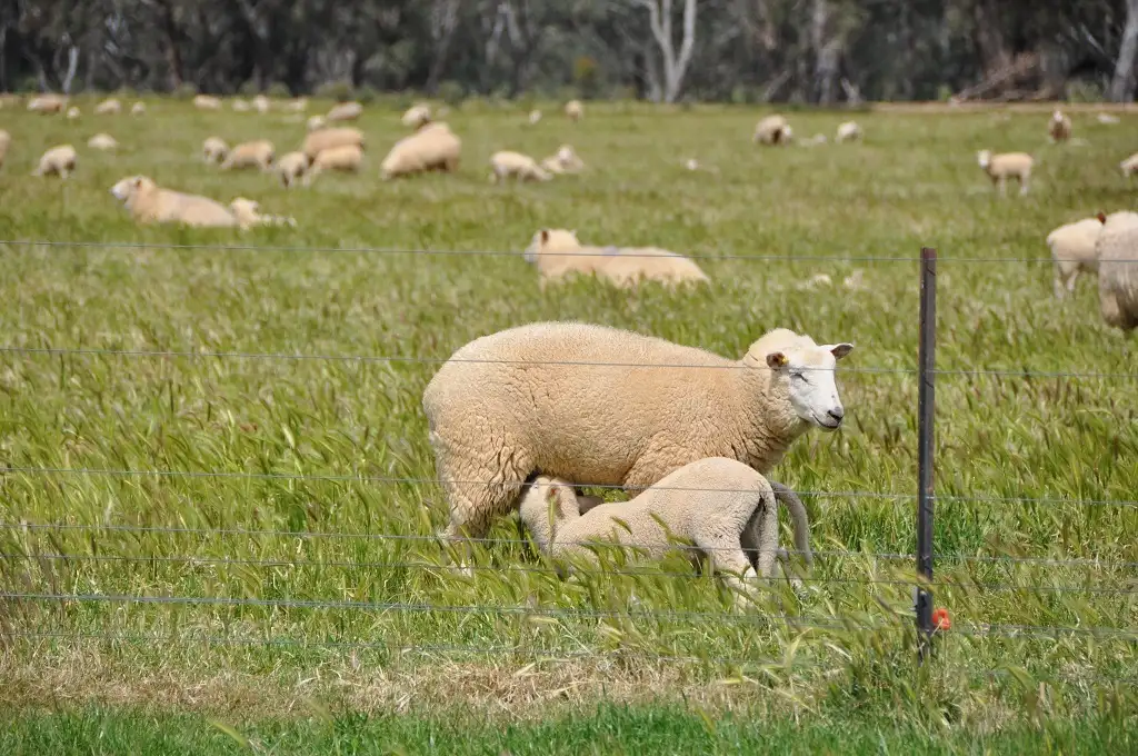 Main view of Homely rural property listing, 10 Hancocks Bridge Rd, Kotupna VIC 3638