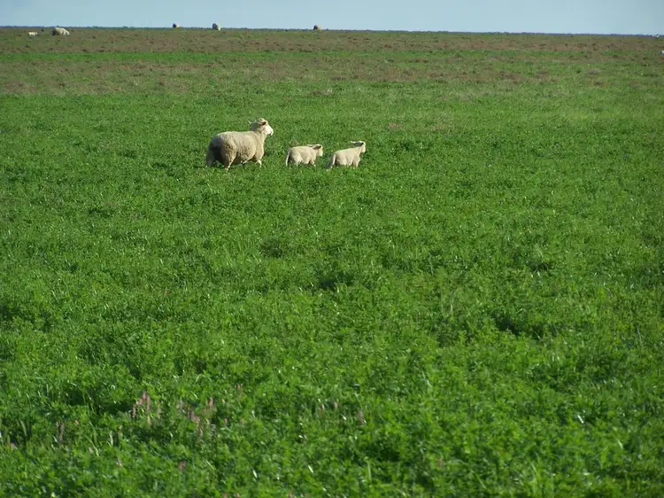 Fourth view of Homely rural property listing, - 'FERNDALE', Cootamundra NSW 2590