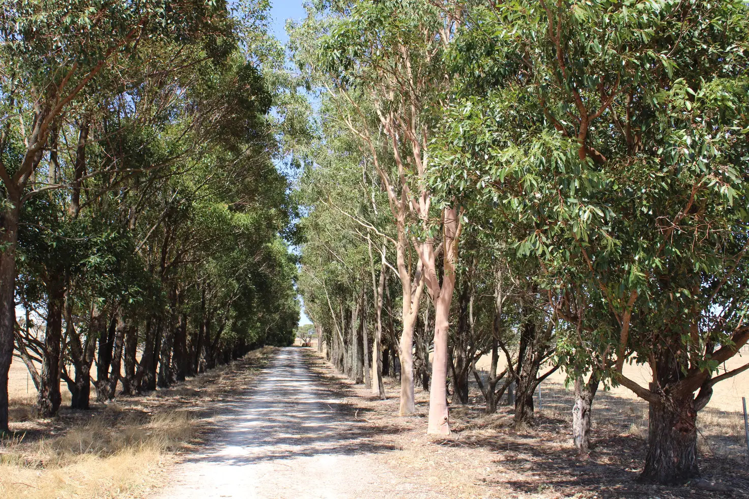 Main view of Homely rural property listing, 341 MITCHELL ROAD, Benger WA 6223
