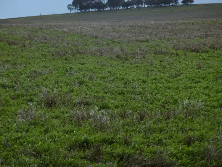 Fifth view of Homely rural property listing, 294 Ferguson Road, Jamestown SA 5491