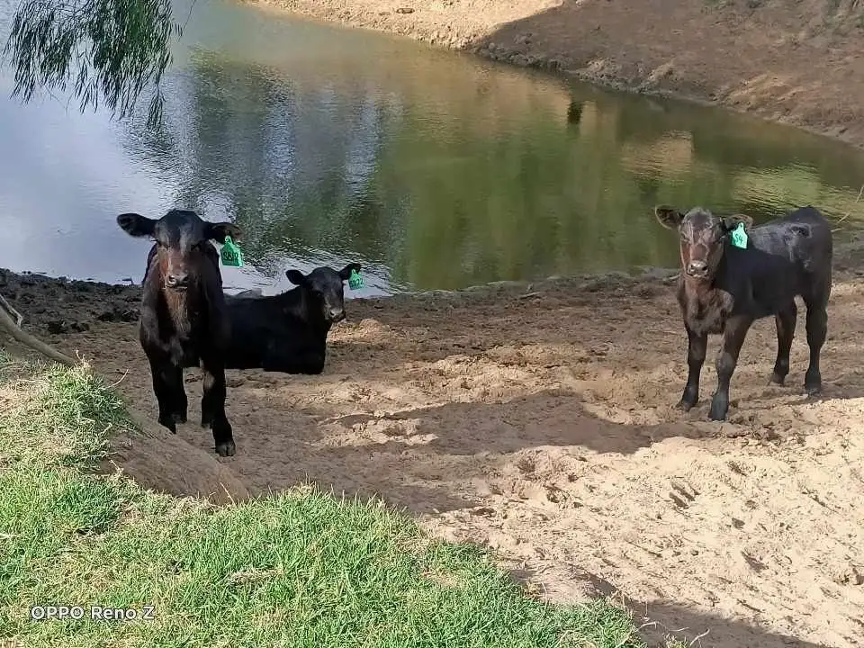 Main view of Homely rural property listing, 574 Ambergate Road, Busselton WA 6280