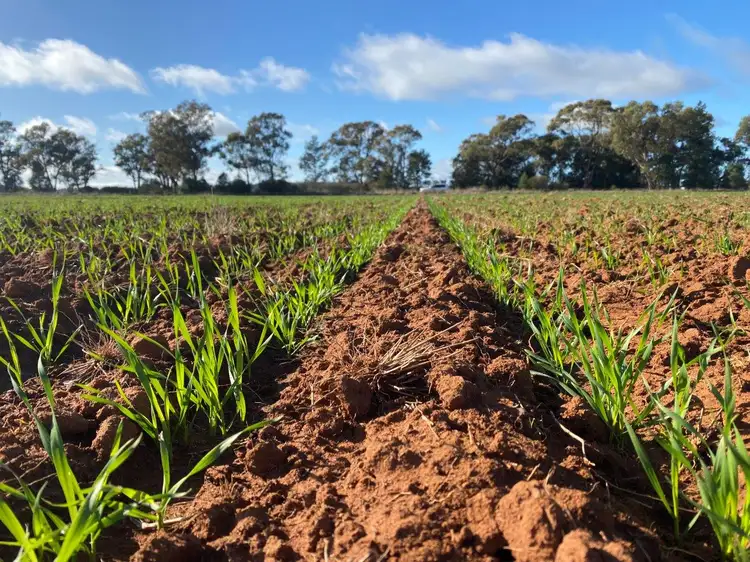 'Starsight', 3074 Grassmere Road, Condobolin NSW 2877