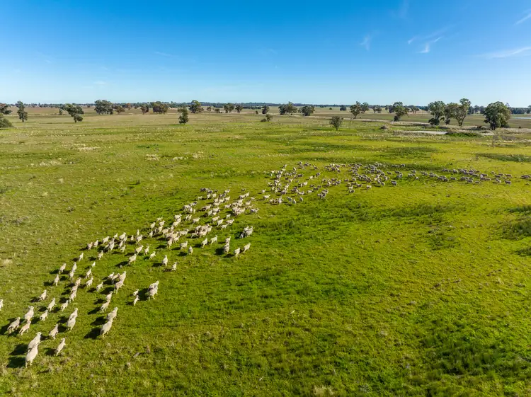 Seventh view of Homely rural property listing, 'Ostenleigh Aggregation', 750 Berendebba Lane, Quandialla NSW 2721