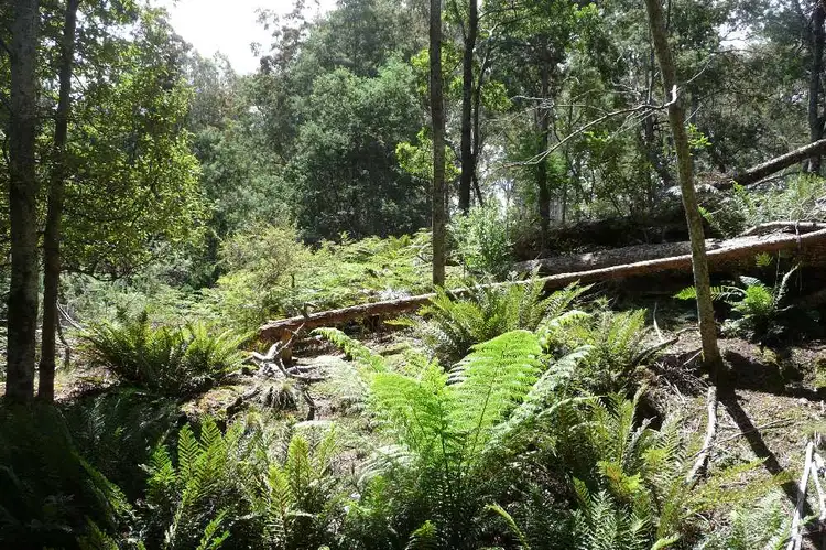 Fourth view of Homely rural property listing, 39009 Tasman Highway, Nunamara TAS 7259