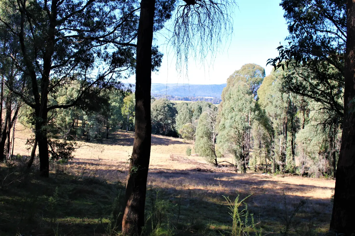 Main view of Homely rural property listing, 287 Willigobung Road, Willigobung NSW 2653
