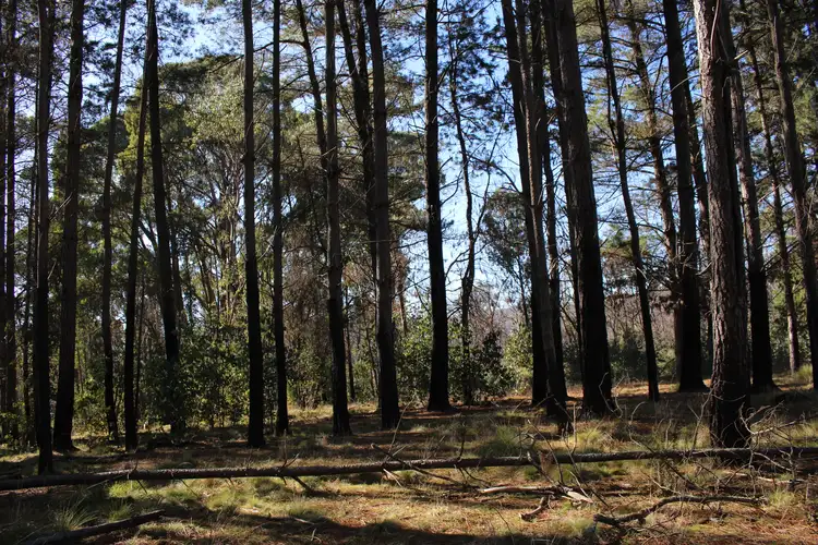 Fifth view of Homely rural property listing, 287 Willigobung Road, Willigobung NSW 2653