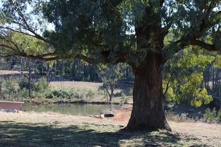 Seventh view of Homely rural property listing, 287 Willigobung Road, Willigobung NSW 2653