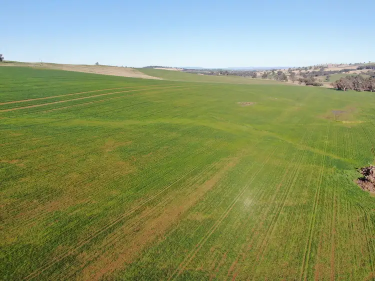 Second view of Homely rural property listing, 'Woburn', 140 Walli Road, Woodstock NSW 2793