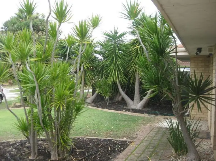 Second view of Homely house listing, 17 Wenstead Place, Stratton WA 6056