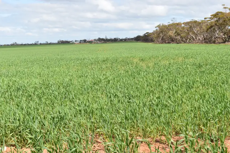 Second view of Homely land listing, Lot 749 Angaston Sedan Road, Sedan SA 5353