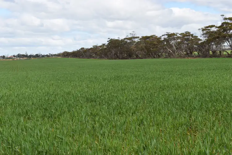 Fourth view of Homely land listing, Lot 749 Angaston Sedan Road, Sedan SA 5353