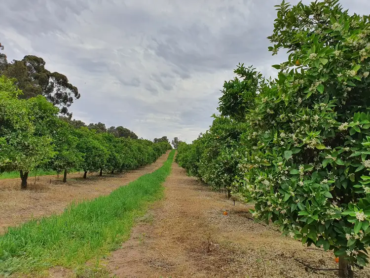 Fifth view of Homely rural property listing, 473 River Road, Swan Reach SA 5354