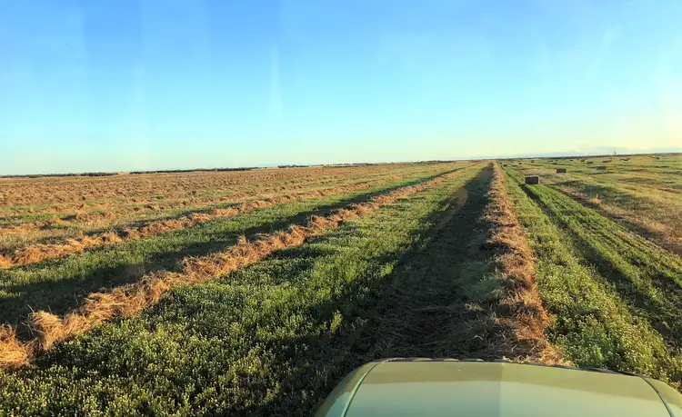 Second view of Homely rural property listing, Lot 91 Robertson Hundred Line Road, Naracoorte SA 5271
