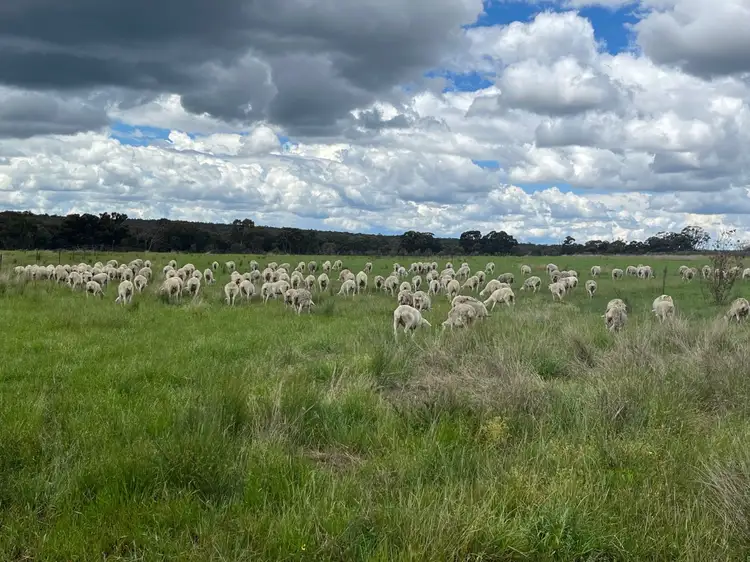 Main view of Homely rural property listing, 1525 Box Ridge Road, Coonabarabran NSW 2357