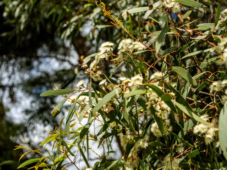 Sixth view of Homely land listing, 64 Sharland Avenue, New Norfolk TAS 7140