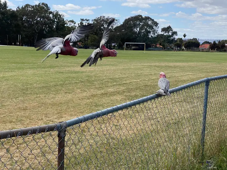 Sixth view of Homely house listing, 5 Finnan Street, Cloverdale WA 6105