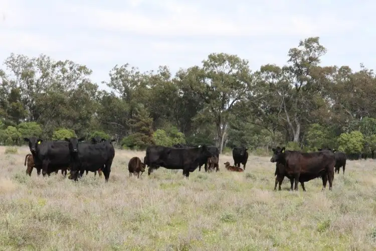 Fifth view of Homely rural property listing, 31457 Cunningham Hwy, Goondiwindi QLD 4390