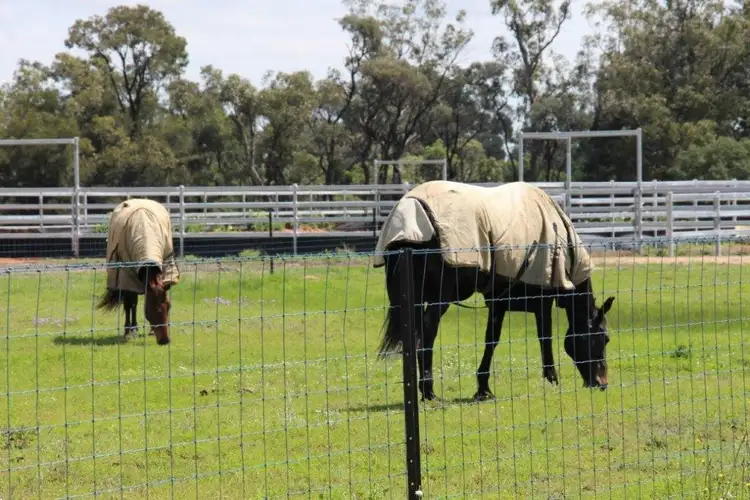 Sixth view of Homely rural property listing, 31457 Cunningham Hwy, Goondiwindi QLD 4390