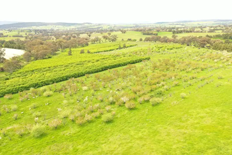Proposed Lot 1 Apps Lane, Young NSW 2594