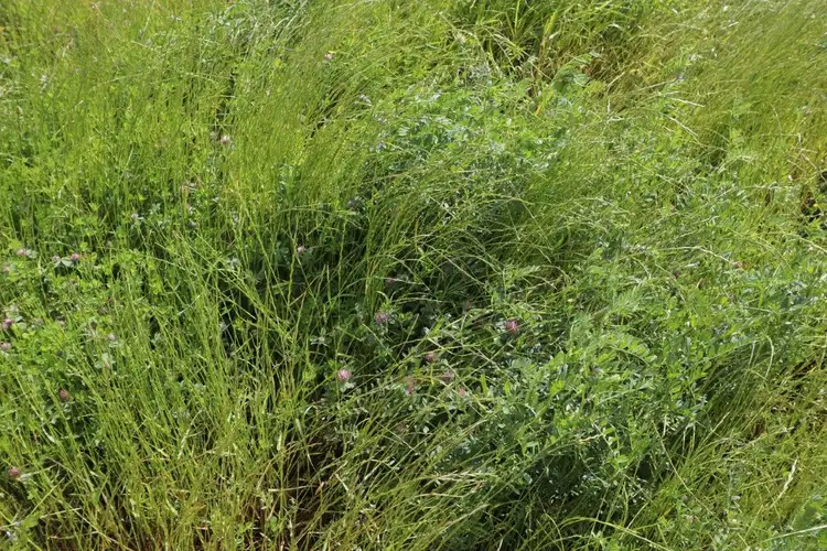 Sixth view of Homely rural property listing, 'Garthewn', 760 Quandary Road, Temora NSW 2666