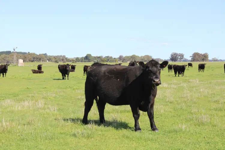Second view of Homely rural property listing, 12020 Riddoch Highway, Naracoorte SA 5271
