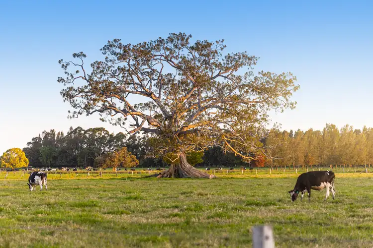 Second view of Homely rural property listing, 282 & 350 Newtons Road, Dumaresq Island NSW 2430